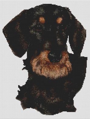 Black and Tan Wirehaired Dachshund